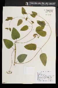 Smilax herbacea image