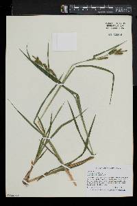 Carex scabrata image