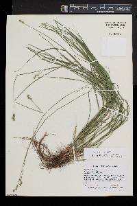 Carex normalis image