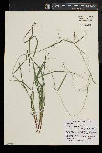 Carex debilis var. rudgei image