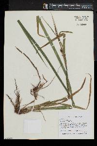 Carex scabrata image