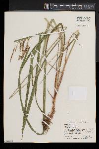 Carex crinita var. crinita image