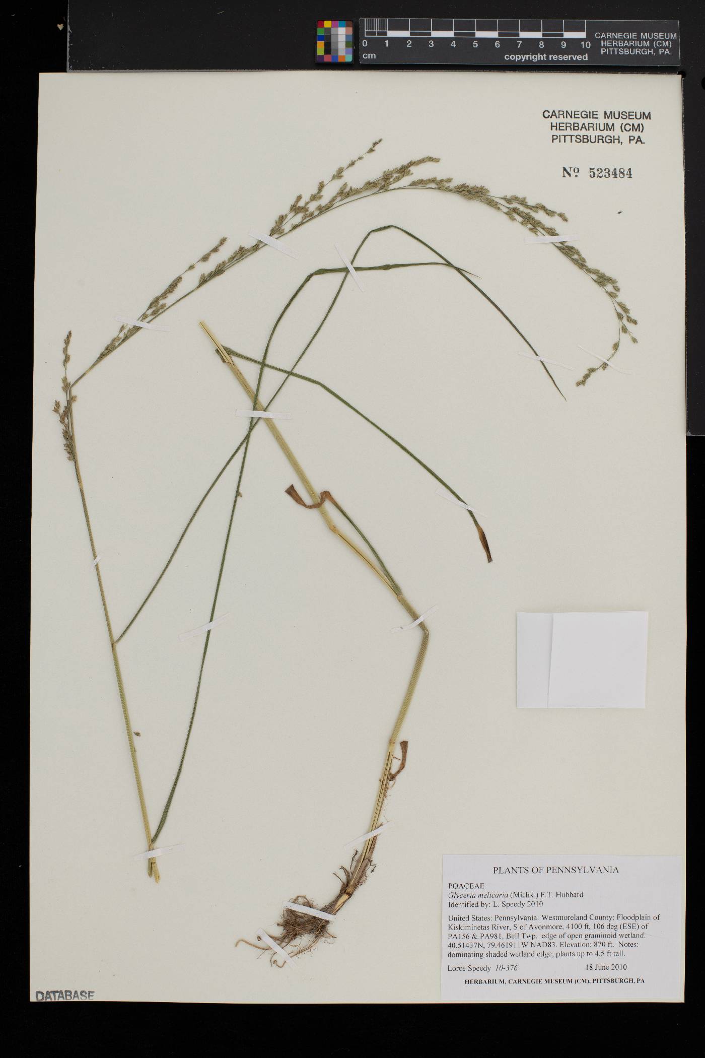 Glyceria melicaria image