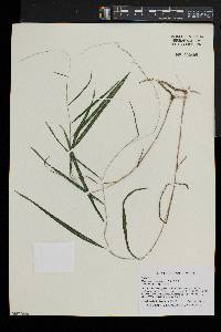 Muhlenbergia tenuiflora image