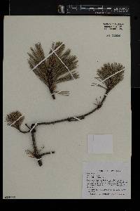 Pinus rigida image