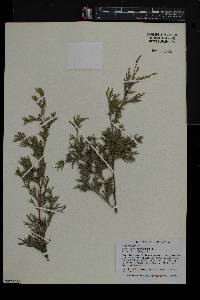 Chamaecyparis thyoides image