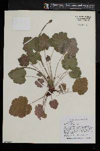 Heuchera americana image