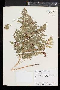 Pteridium aquilinum var. latiusculum image