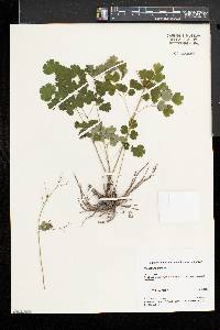 Thalictrum dioicum image