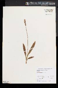 Spiranthes lucida image