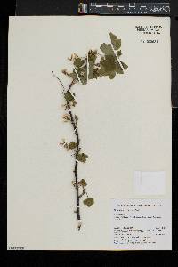 Ribes americanum image