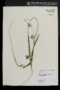 Carex folliculata image