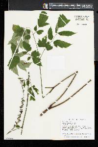 Actaea racemosa image