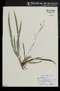 Carex laxiculmis image