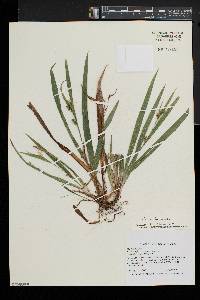 Carex laxiculmis image