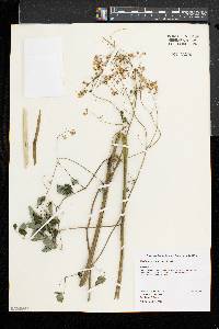 Thalictrum pubescens image