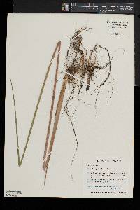 Juncus militaris image