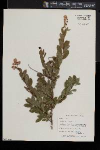 Spiraea alba image