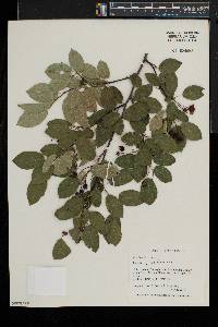 Amelanchier laevis image