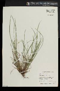 Carex jamesii image