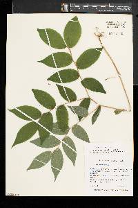 Prosartes lanuginosa image