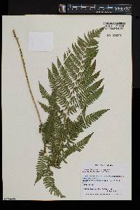 Athyrium filix-femina subsp. angustum image