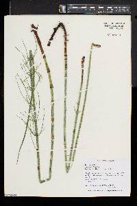 Equisetum fluviatile image