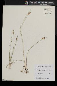 Juncus nodosus image