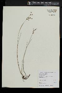 Juncus articulatus image