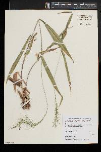 Dichanthelium polyanthes image