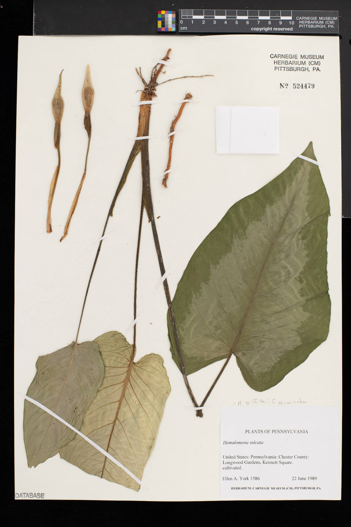 Homalomena acuminata image