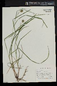 Carex squarrosa image