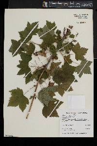 Ribes americanum image