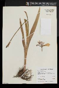 Iris versicolor image