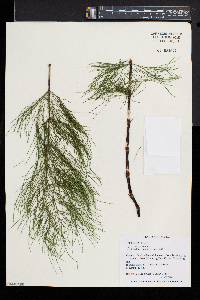 Equisetum sylvaticum image