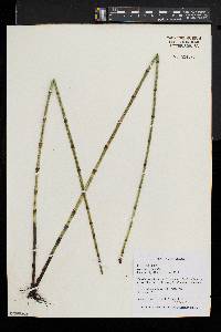 Equisetum fluviatile image