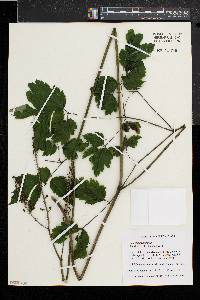 Actaea racemosa image