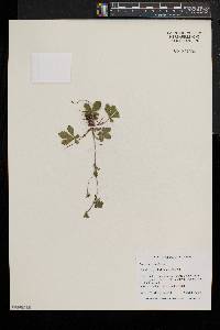 Potentilla canadensis image