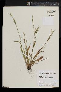 Carex leptonervia image