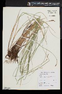 Carex prairea image