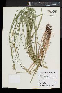 Carex normalis image