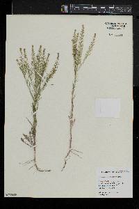 Lepidium densiflorum image