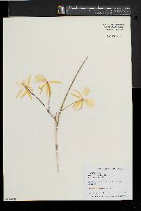 Media resource of Brassavola flagellaris