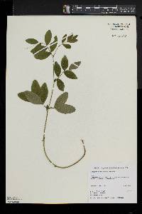 Lathyrus venosus image