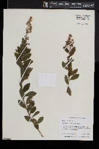 Spiraea alba image