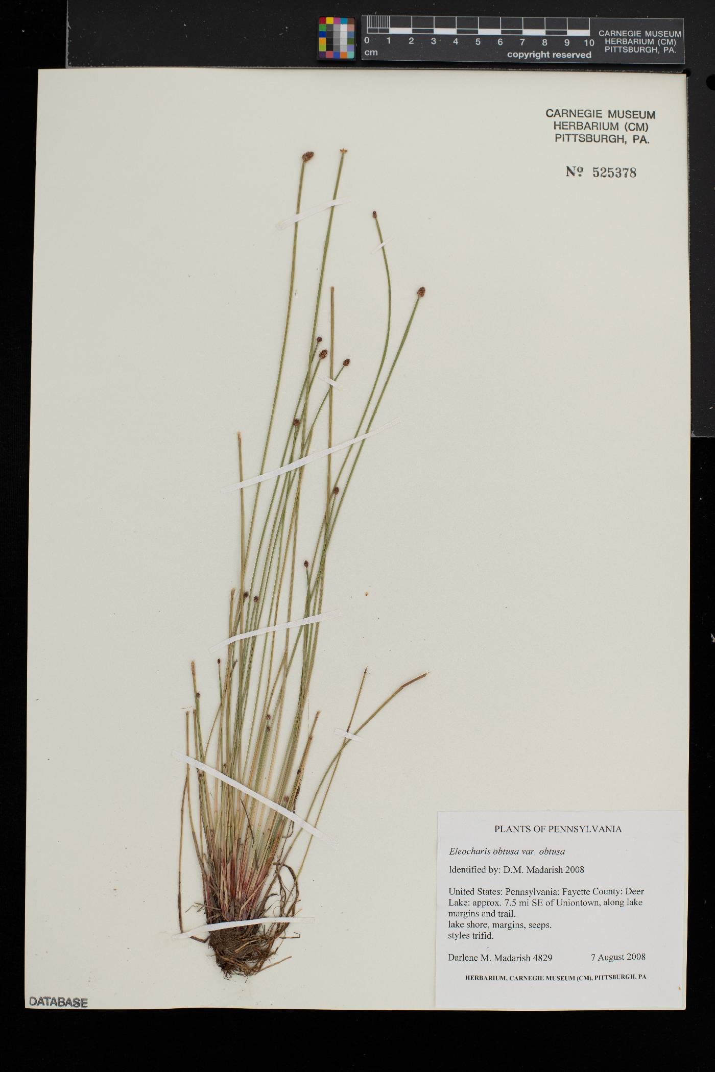Eleocharis obtusa var. obtusa image