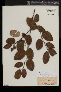 Amelanchier stolonifera image