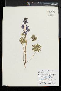 Delphinium tricorne image