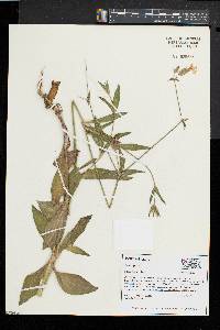 Silene latifolia image