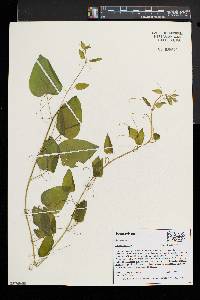 Smilax herbacea image